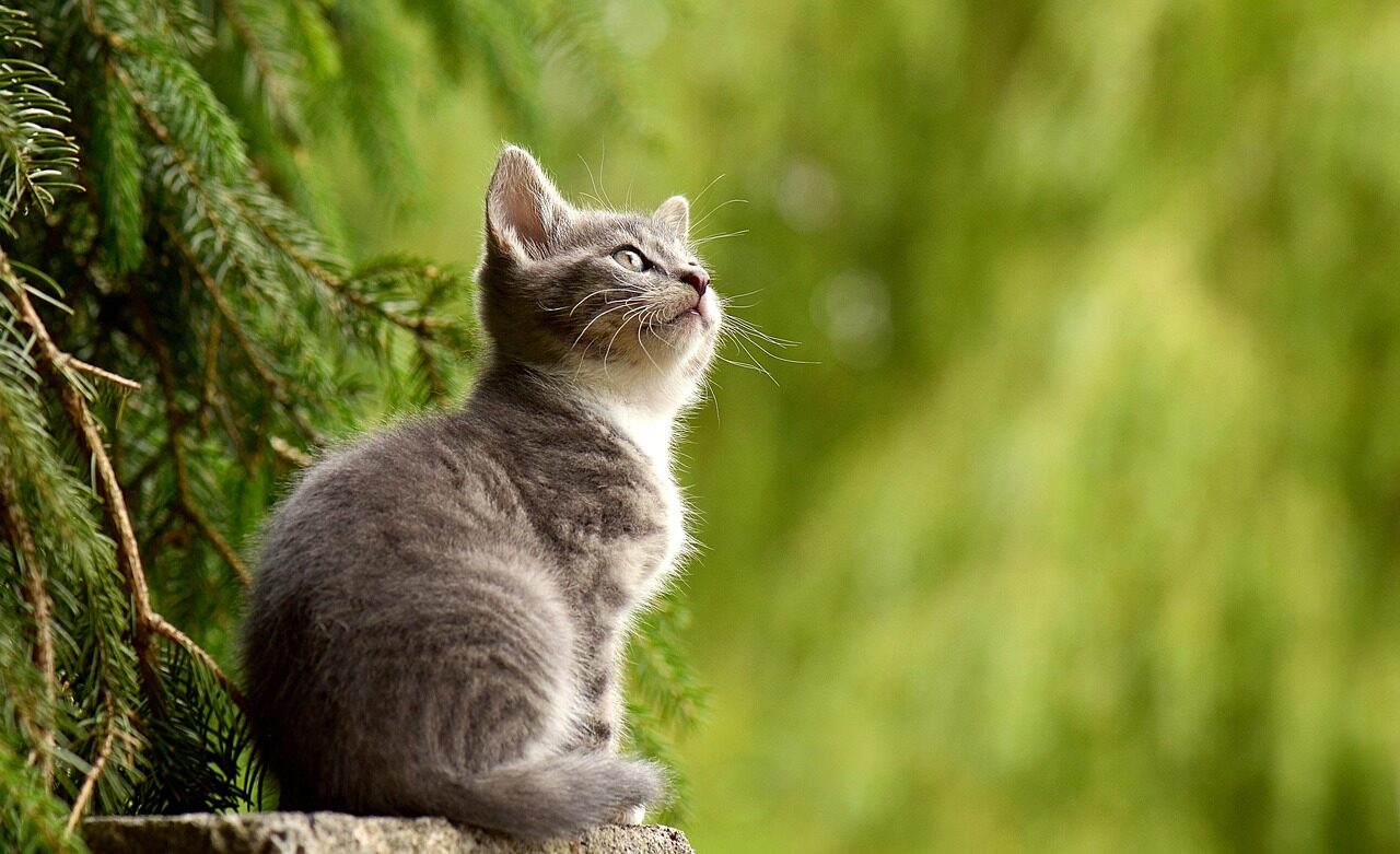 cat, young animal, nature, kitten, gray cat, gray kitten, feline, pet, curious, animal, mammal, animal world, portrait, cat portrait