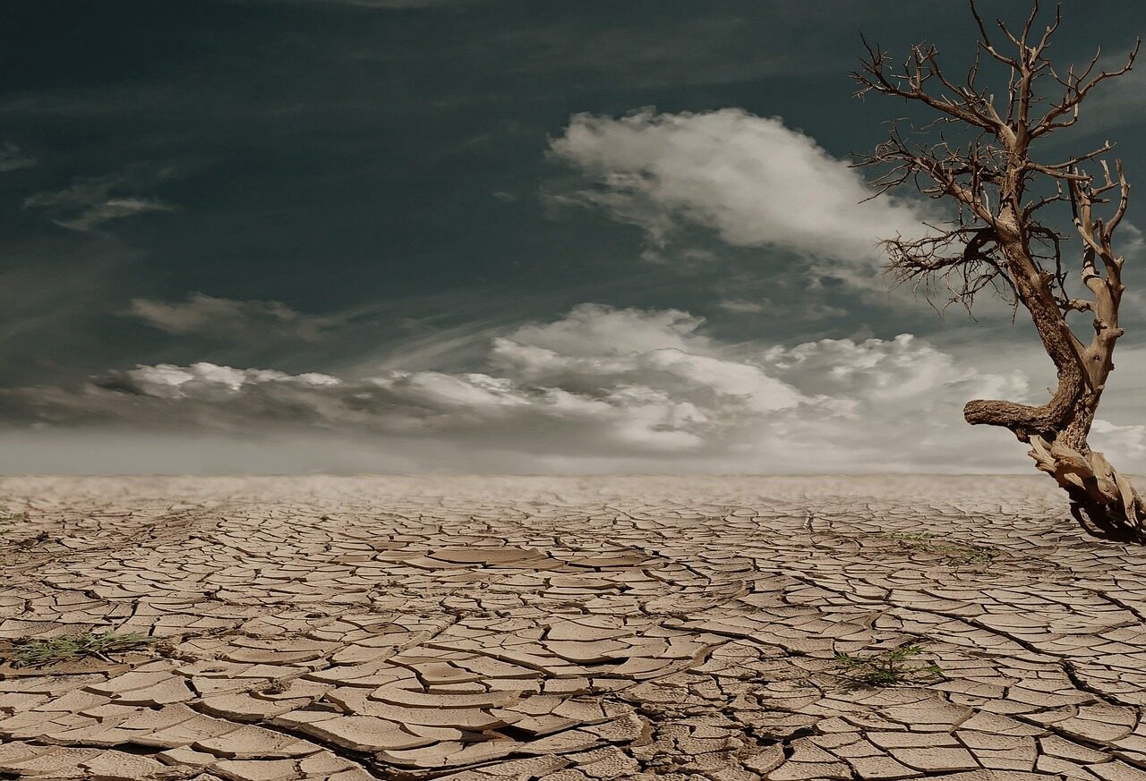 desert, drought, dehydrated, nature, arid, badlands, erosion, tree, dead tree, clouds, horizon, barren, dry soil, dry lands, clay soil, cracked, cracks, dry, hot, devastated, wasteland, deserted